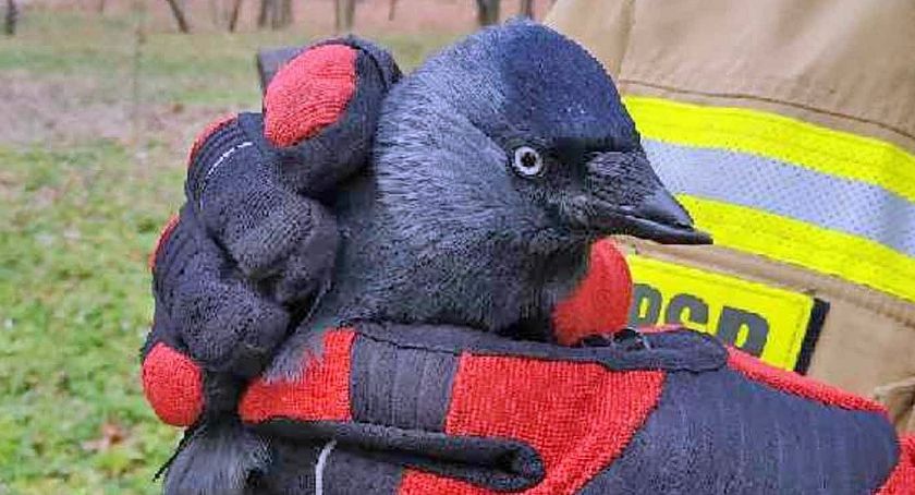 Zdjęcie uratowanej kawki