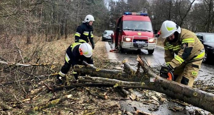 Zdjęcie druhów z Rudy Malenieckiej, którzy walczą z powalonym drzewem