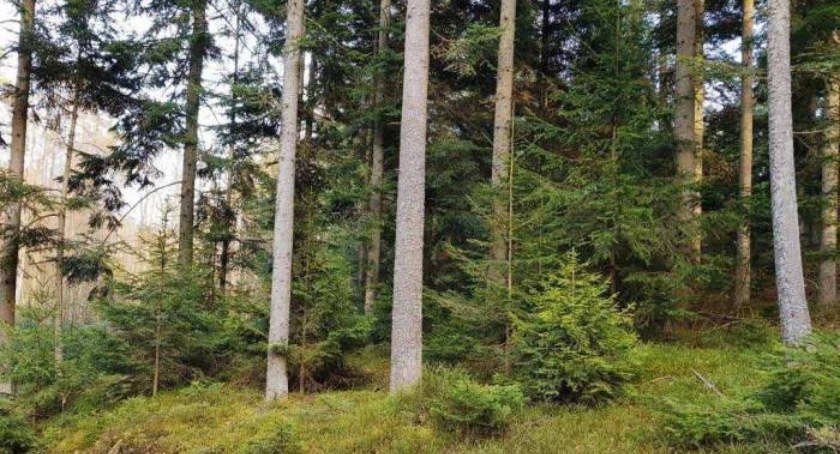 Fotopułapki zmieniają swoje miejsce codziennie