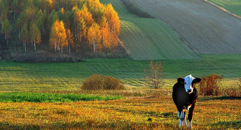 Zdjęcie:  Jesień to dobry czas na wapnowanie gleb 