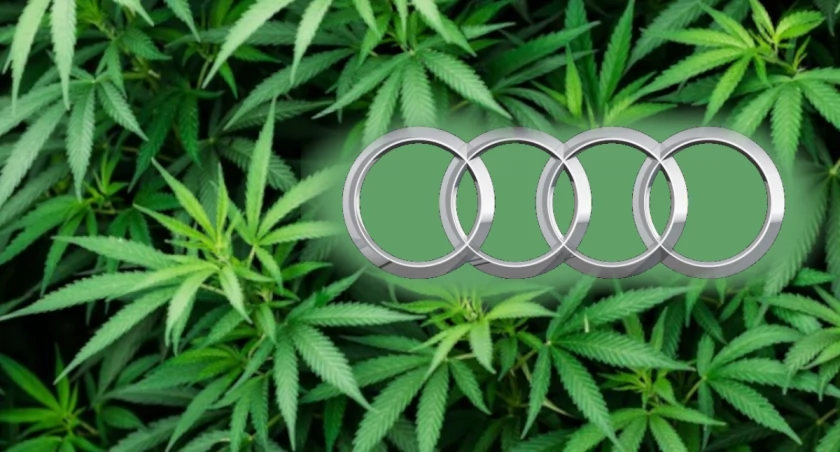 Zdjęcie: marihuana w audi