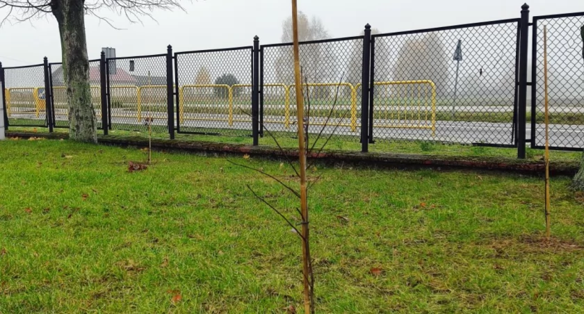Zdjęcie nasadzeń roślin miododajnych na terenie SP w Kapałowie