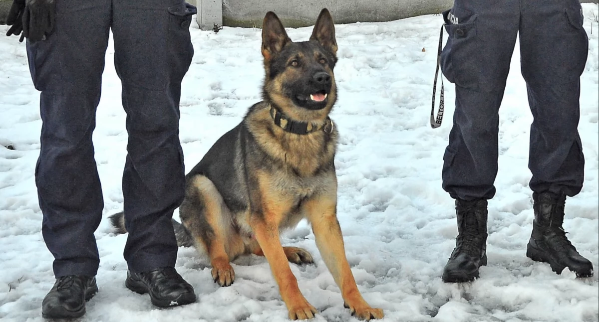 Zdjęcie psa Loki