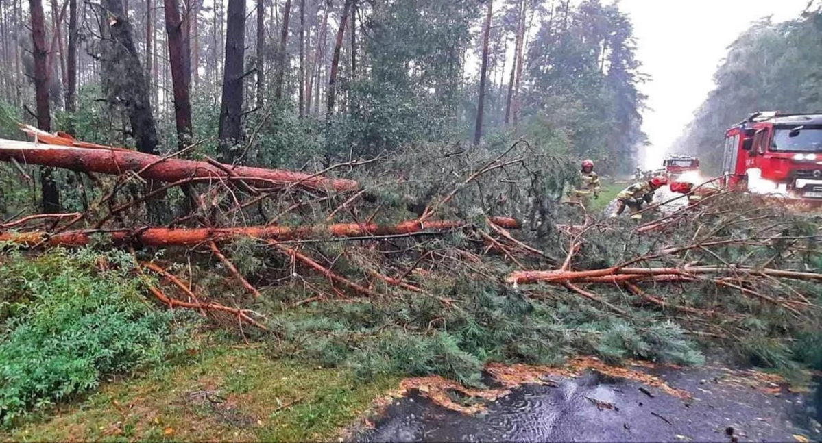 Zdjęcie strażaków usuwających drzewa, które padły na drogę W728 - na odcinku od Sielpi do Baraku była zablokowana