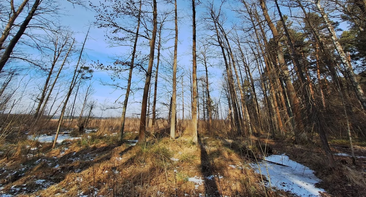 Zdjęcie - Piskorzeniec Wschodni (fot. Jerzy Nowacki)