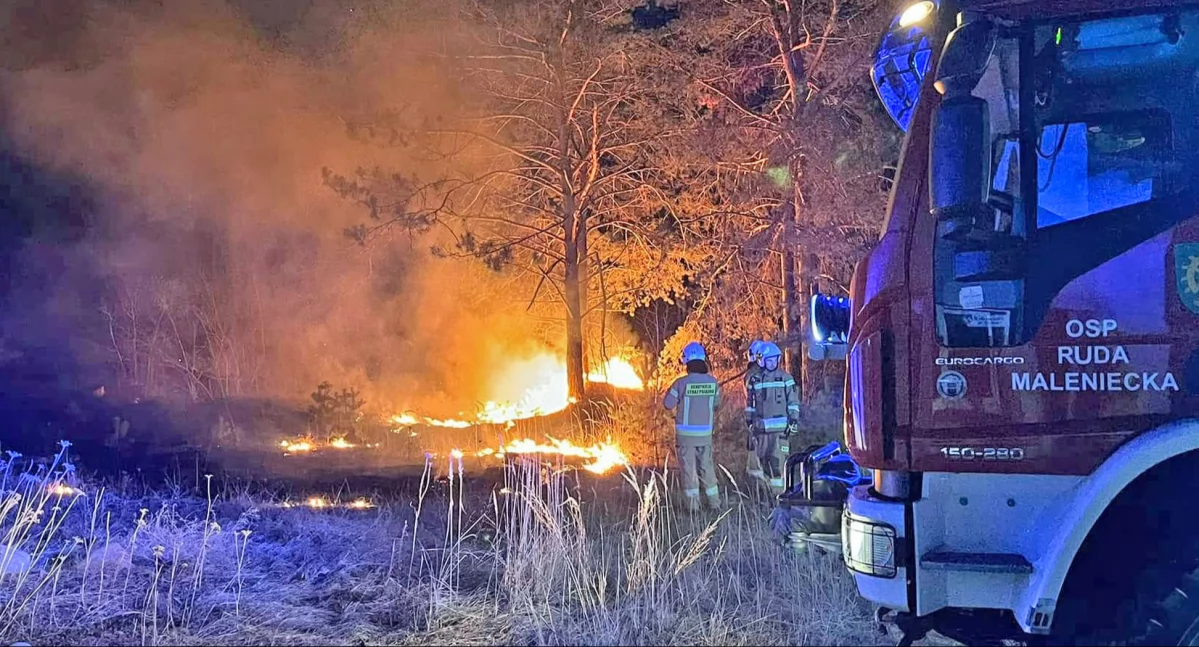 Zdjęcie strażaków z OSP Ruda Maleniecka, którzy gaszą płonący las