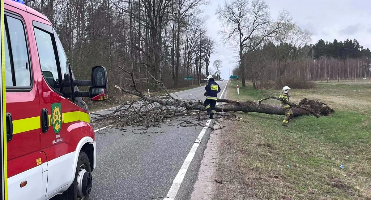 Zdjęcie strażaków usuwających przeszkodę z drogi