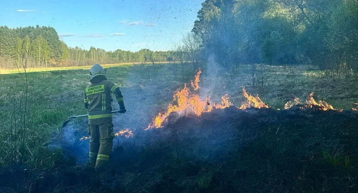 Zdjęcie z akcji gaszenia pożaru lasu i suchych traw w miejscowości Zychy