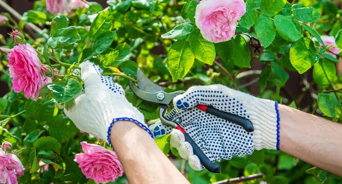 Materiały promocyjne, Zawód ogrodnik zdobyć kwalifikacje branży ogrodniczej warto - zdjęcie, fotografia