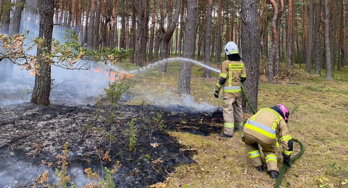 Zdjęcie strażaków gaszących pożar lasu w Zychach