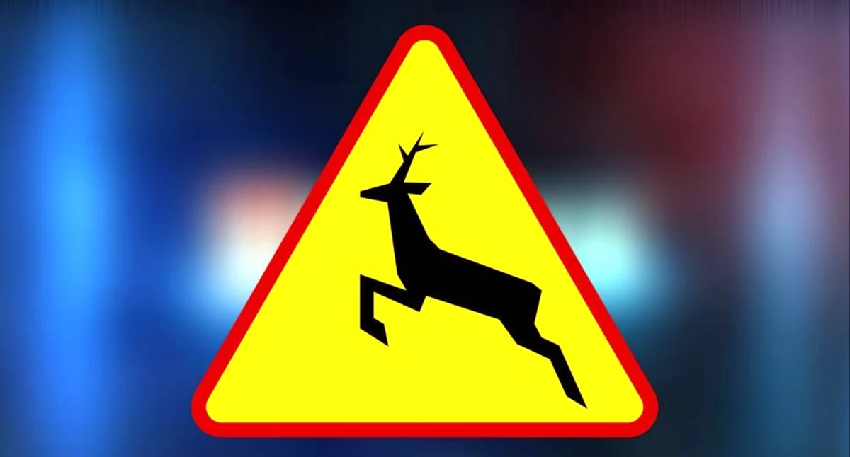 Zdjęcie ilustracyjne