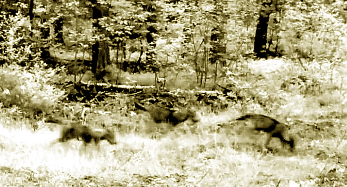 Zdjęcie wilków zarejestrowane przez fotopułapkę Nadleśnictwa Barycz