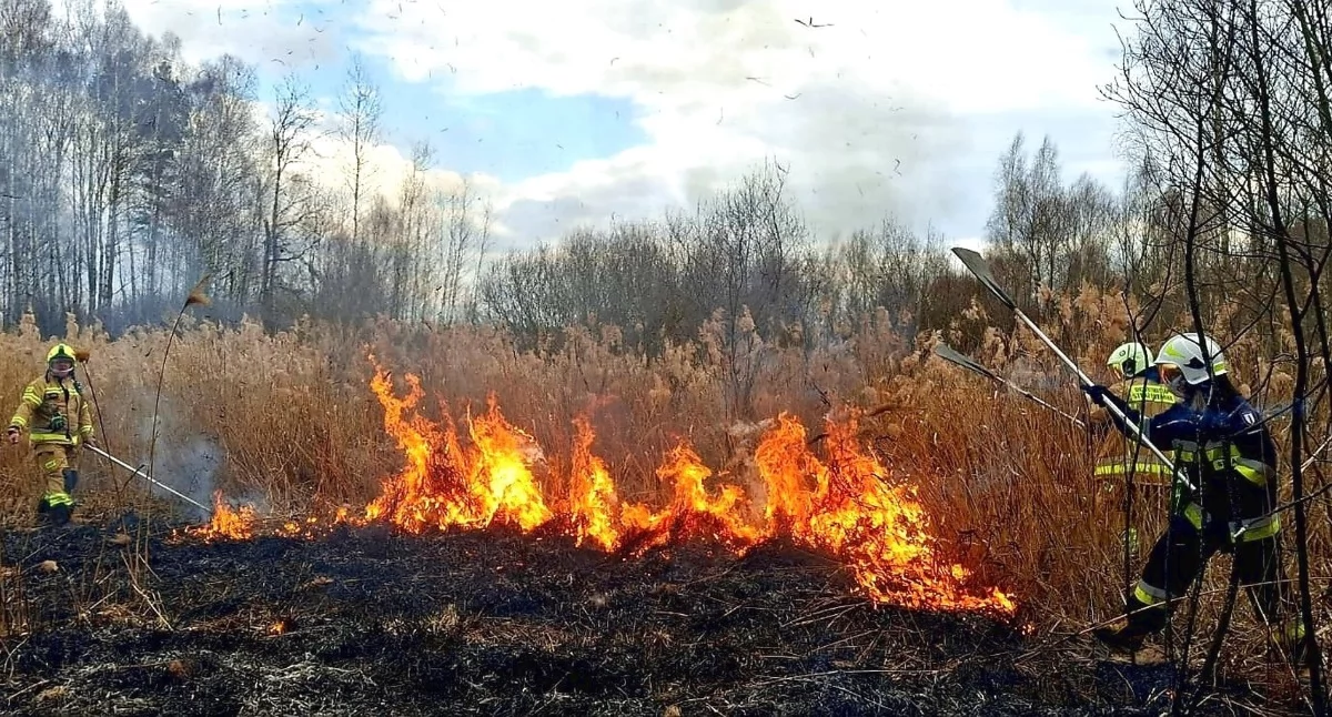 Zdjęcie strażaków, którzy tłumicami gaszą płonącą trawę