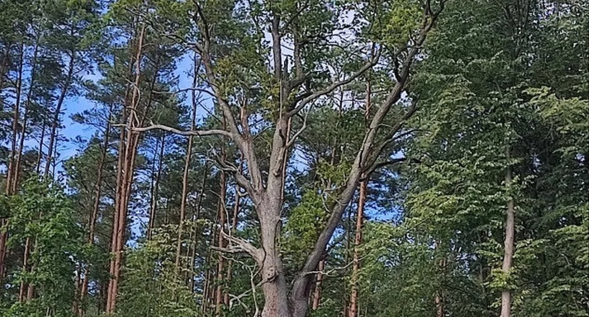 Zdjęcie Dębu Jan
