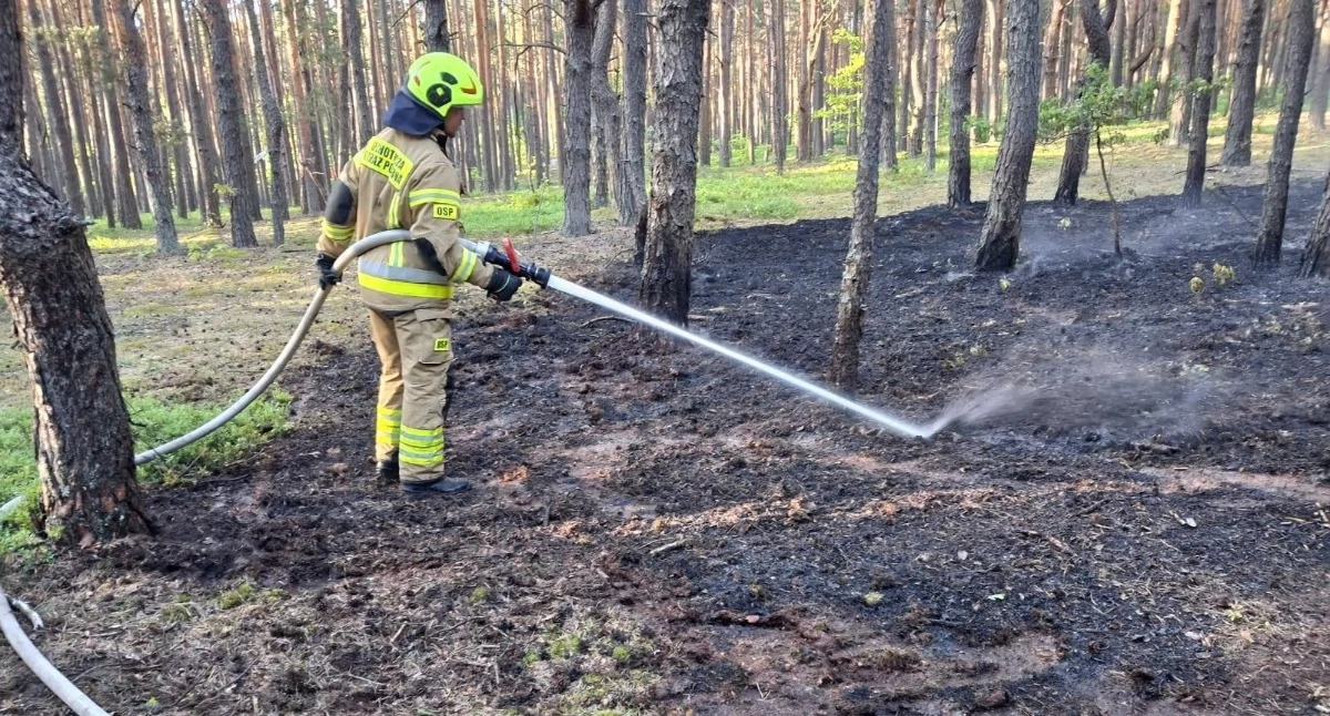 Zdjecie: Strażacy z Kazanowa gasili poszycie leśne. Fot. FB OSP Kazanów