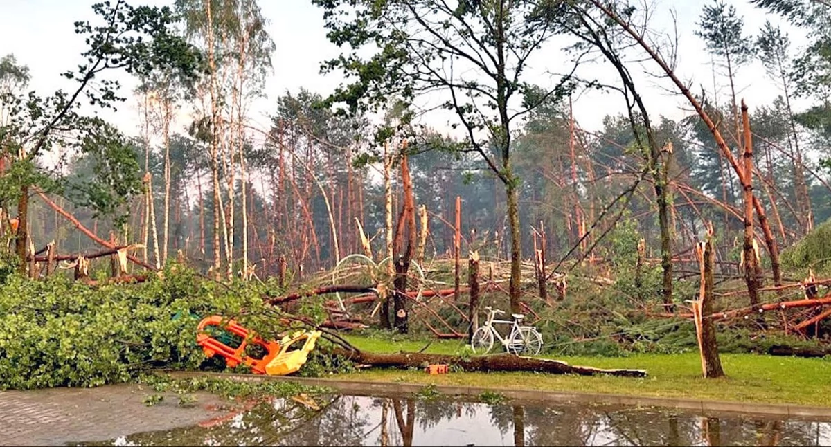 Zdjęcie drzew powalonych przez wichurę. Fot. PSP Końskie