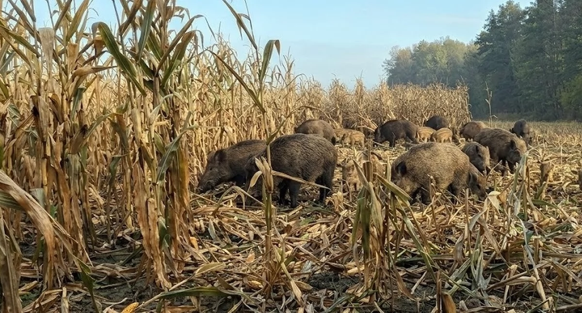 Zdjęcie dzików, które niszczą uprawę kukurydzy
