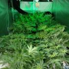planta5