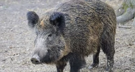 Zdjęcie dotyczy: POWIAT KONECKI. Odstrzał sanitarny dzików - walka z rozprzestrzenianiem afrykańskiego pomoru świń