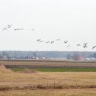 Żurawie już w powiecie koneckim (4)