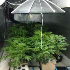 planta4
