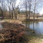 Wędkarze porządkują zbiornik w Czarnej (2)