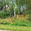 zdjęcie nr 