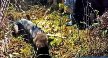 Dzielny Loki odnalazł zaginionego staruszka