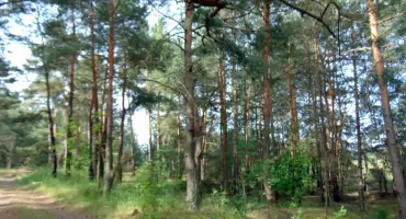 Szczątki człowieka znaleziono w lesie koło Grzybowa Starego