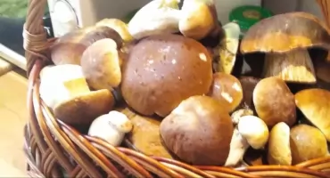 Dziś Dzień Grzyba - Pochwalcie się swoimi zdobyczami!