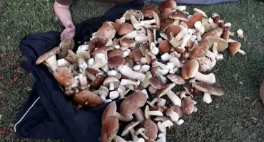 Szok! Tyle grzybów w koneckich lasach dawno nie było