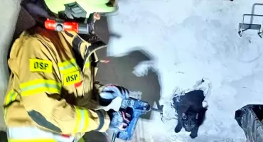 RADOSZYCE. Wydobywali czarnego kota ze szczeliny między domami