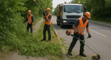 Drzewa zarastają pas drogowy. Radna do burmistrza, burmistrz do mieszkańców 