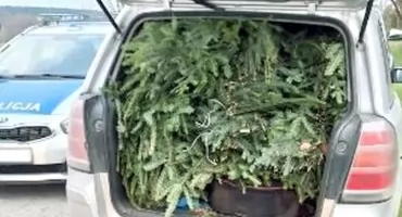 GMINA RADOSZYCE. Zielono, zielono mi, czyli nielegalny stroisz w Oplu i Volkswagenie