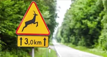 ODROWĄŻ. Kierowca Nissana uderzył w łanię, która wtargnęła wprost pod jadący pojazd