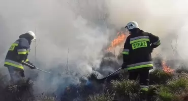 POWIAT KONECKI. Strażacy nie mają chwili wytchnienia. Palą się trawy i poszycie leśne
