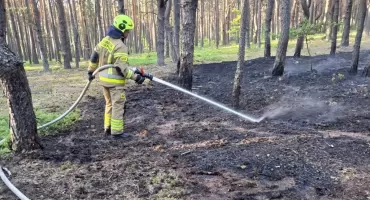 Gorący koniec maja u strażaków z powiatu koneckiego. Plagi pożarów lasów i niebezpieczne plamy na drogach krajowych